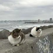 田中マルクスの画像