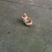 ねこの画像
