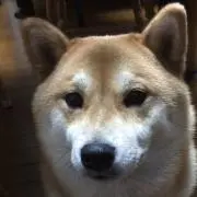 ユウの画像