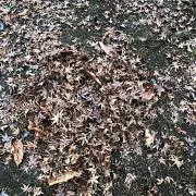 オオサンショウウオマロの画像
