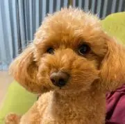 チリーさんの画像