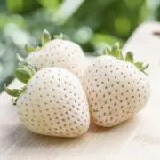 にょんの画像