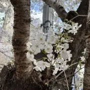 みそしる(プロフ確認お願いします)の画像