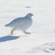 けんぴいもの画像