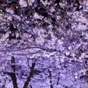 ざわわの画像