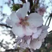 あんころもっちゃんの画像
