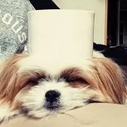 ひめたんたむ