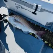マグロが食べたいの画像