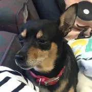 ティコの画像