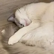 ミオの画像