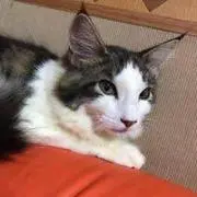 ポニャの画像