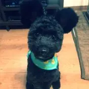 カズミール