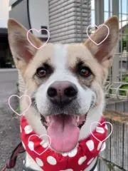 daffikoの画像