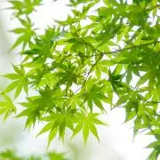 ひまわりちゃんの画像