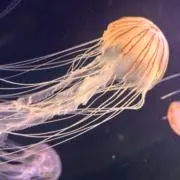 さむ☆プロフ必読☆
