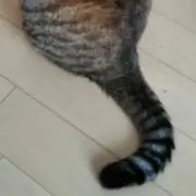 umiyamaの画像