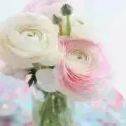 ririkaの画像