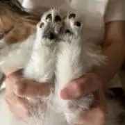 ピコママの画像