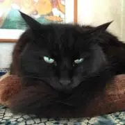 プク