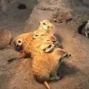 MEIの画像