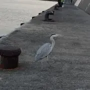 でるた