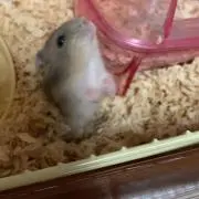 Chacha。の画像