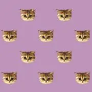 みぃの画像