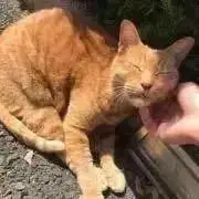チロの画像
