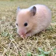 る。