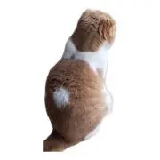 ねこのせなかの画像