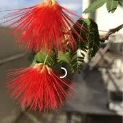 ハッピー