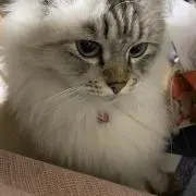 た。