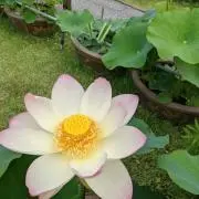 ともちゃんの画像