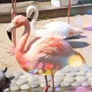 Happyの画像