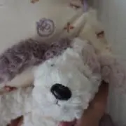 kohaの画像