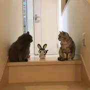 たまにゃんの画像
