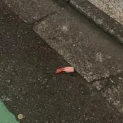 ちゃぷちぇの画像