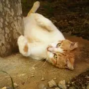 睦月❀プロフ一読お願いします