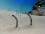 こまちの画像