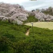 ちゃな。