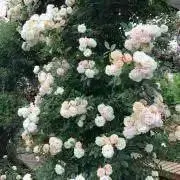 もも吉の画像