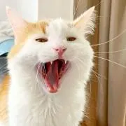 pomiの画像