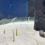 たまごろうの画像