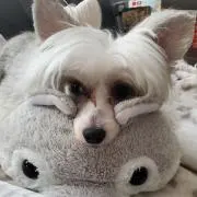 えりんこ