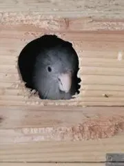 まりもの画像
