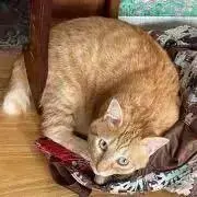 大福猫の画像