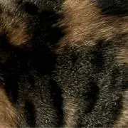 みぃじぃ