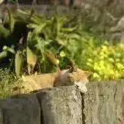 kkの画像