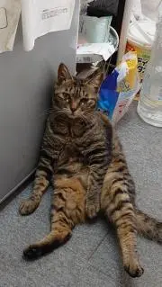 サクラマーケットの画像