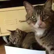 ピノコの画像